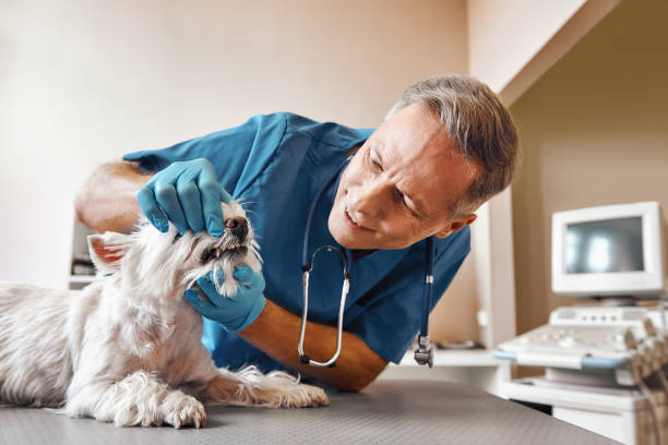 Best Weekend Emergency Dental Services in Lititz, PA